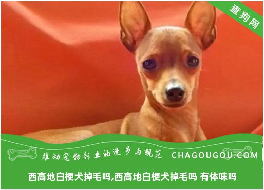 西高地白梗犬掉毛吗,西高地白梗犬掉毛吗 有体味吗